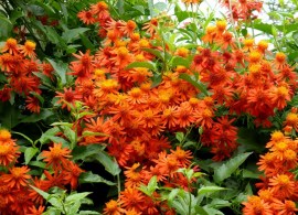 ogniste pnącze (pseudogynoxys chenopodioides)1